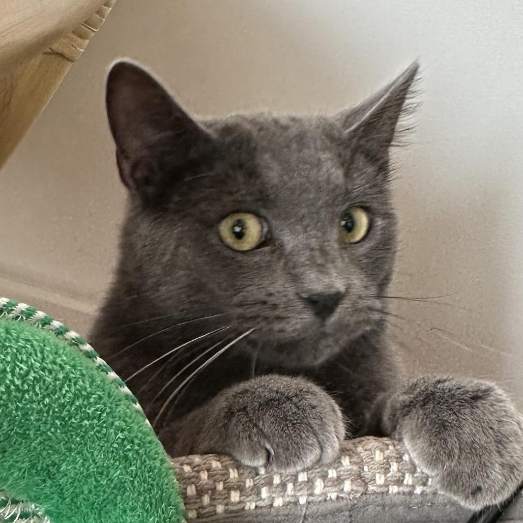 Cryptmachine, a Adoptable Domestic Short Hair in Fredericksburg, VA image 3/6