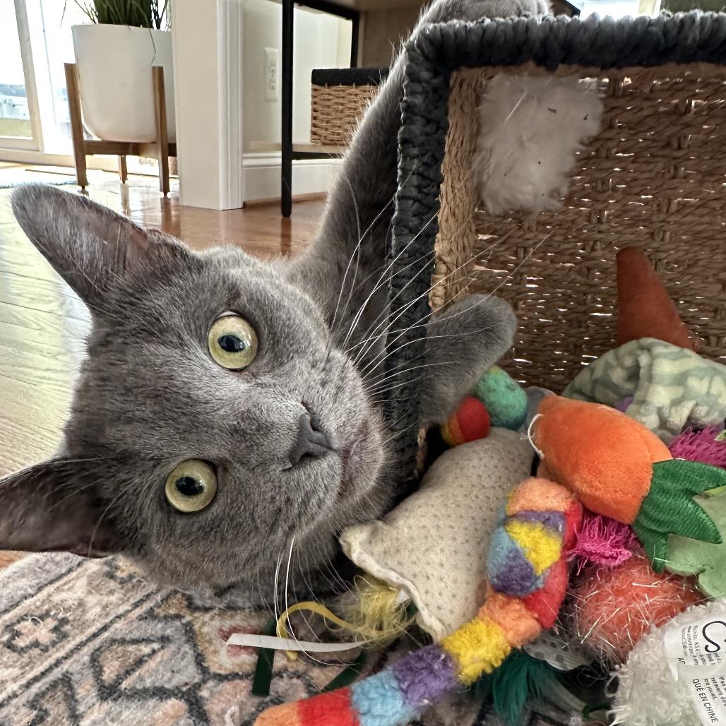Cryptmachine, a Adoptable Domestic Short Hair in Fredericksburg, VA image 5/6