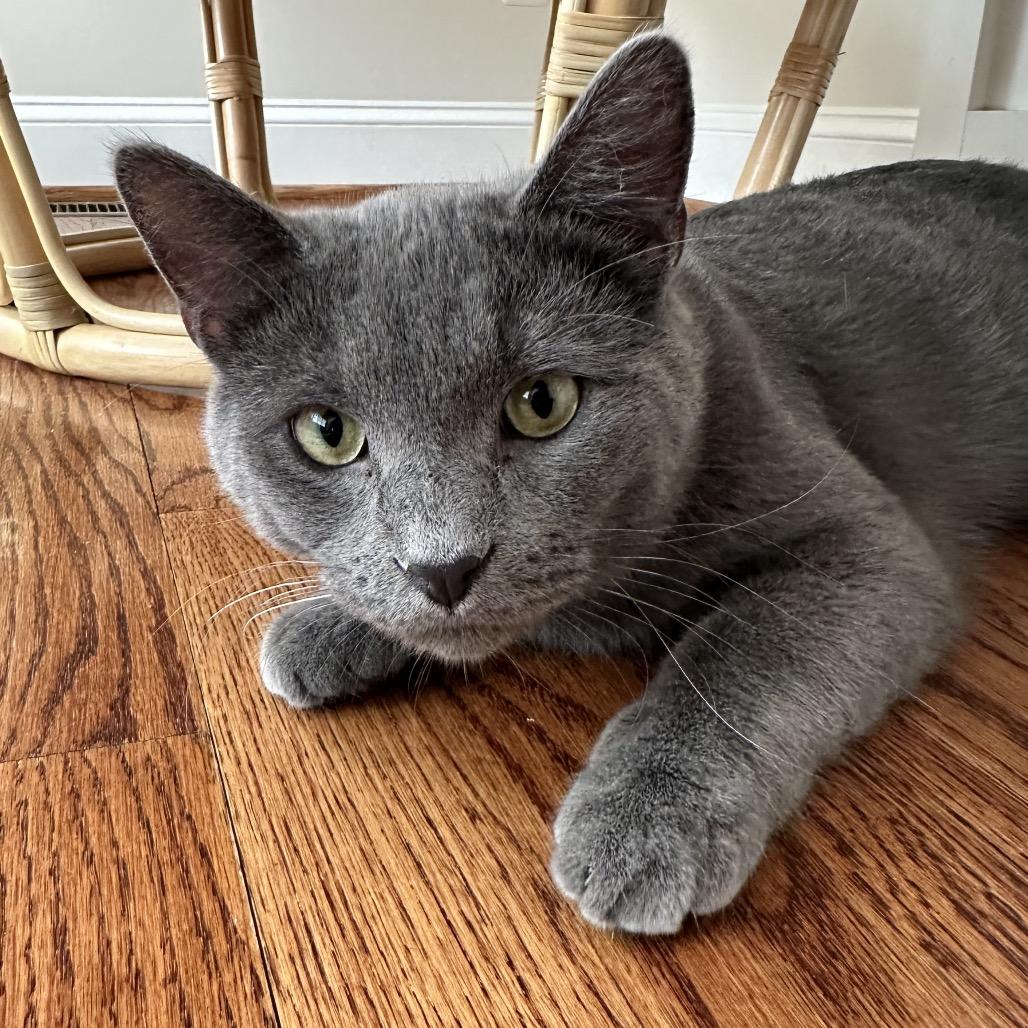 Cryptmachine, a Adoptable Domestic Short Hair in Fredericksburg, VA image 6/6