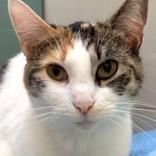 Princesa (and Spike), Adoptable, Adult Female Domestic Short Hair.