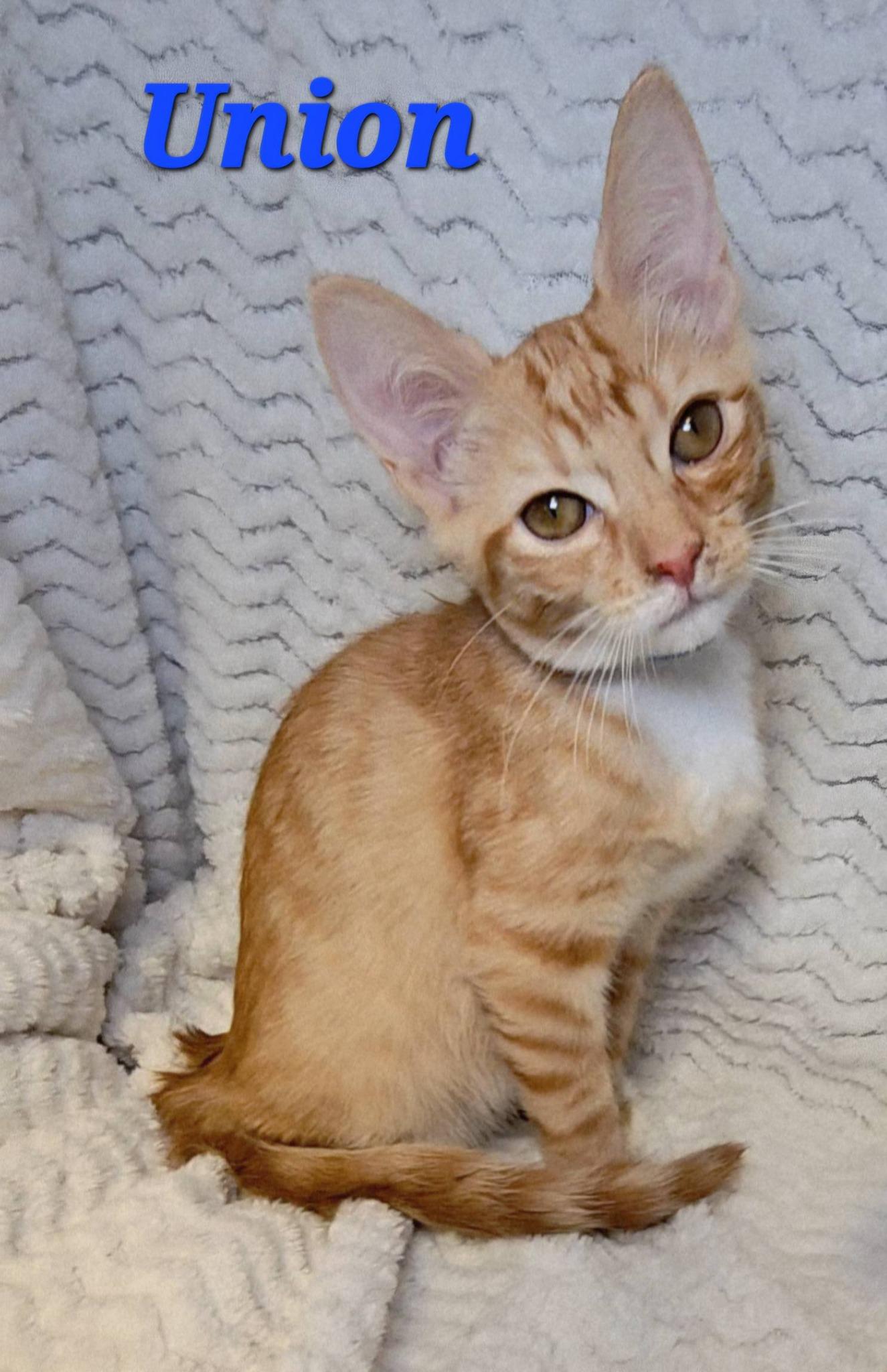 Union, adopted, Kitten Male Tabby.