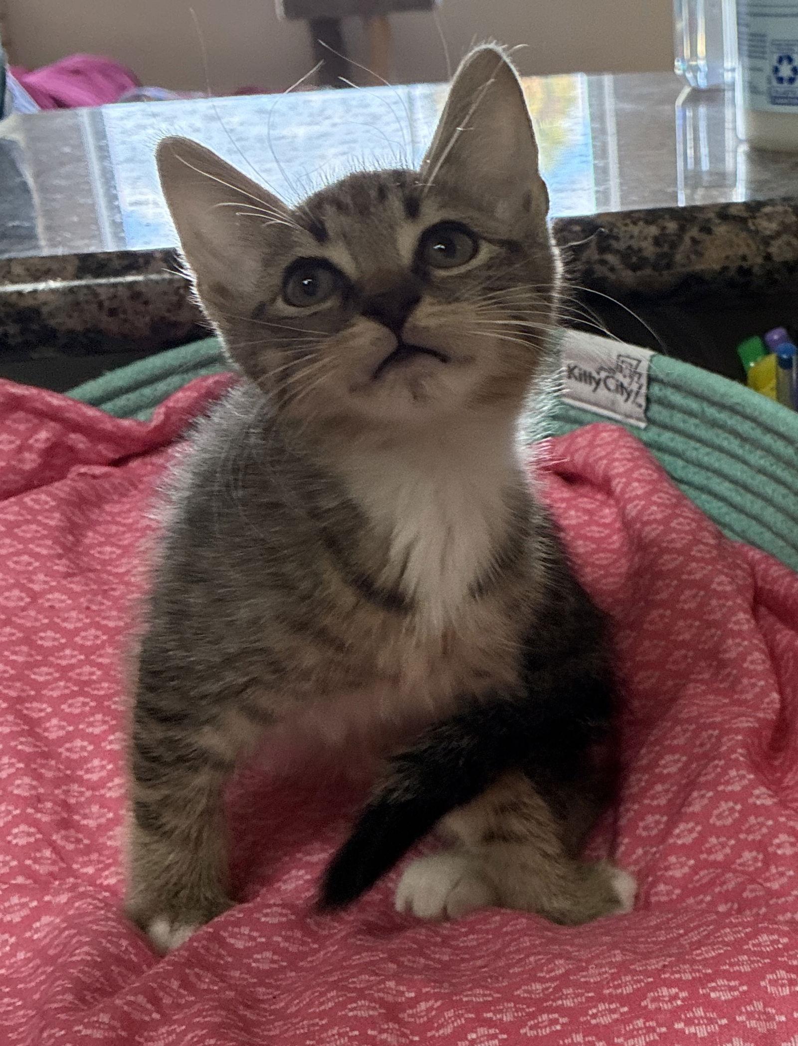 Lady Jem Washington, Adopted, Kitten Female Domestic Short Hair & Tabby.