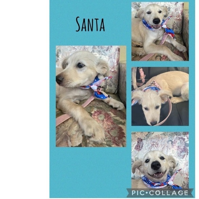 Enlarge Santa, a Adopted Mixed Breed in San Juan, PR image 1/1