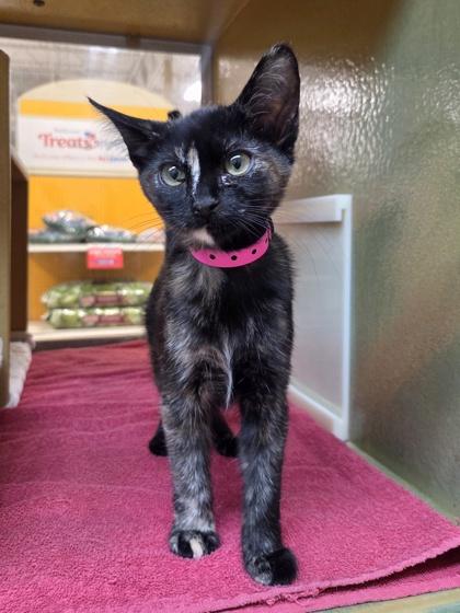 Enlarge Enzyme, a Adoptable mixed breed in Phoenix, AZ image 1/1