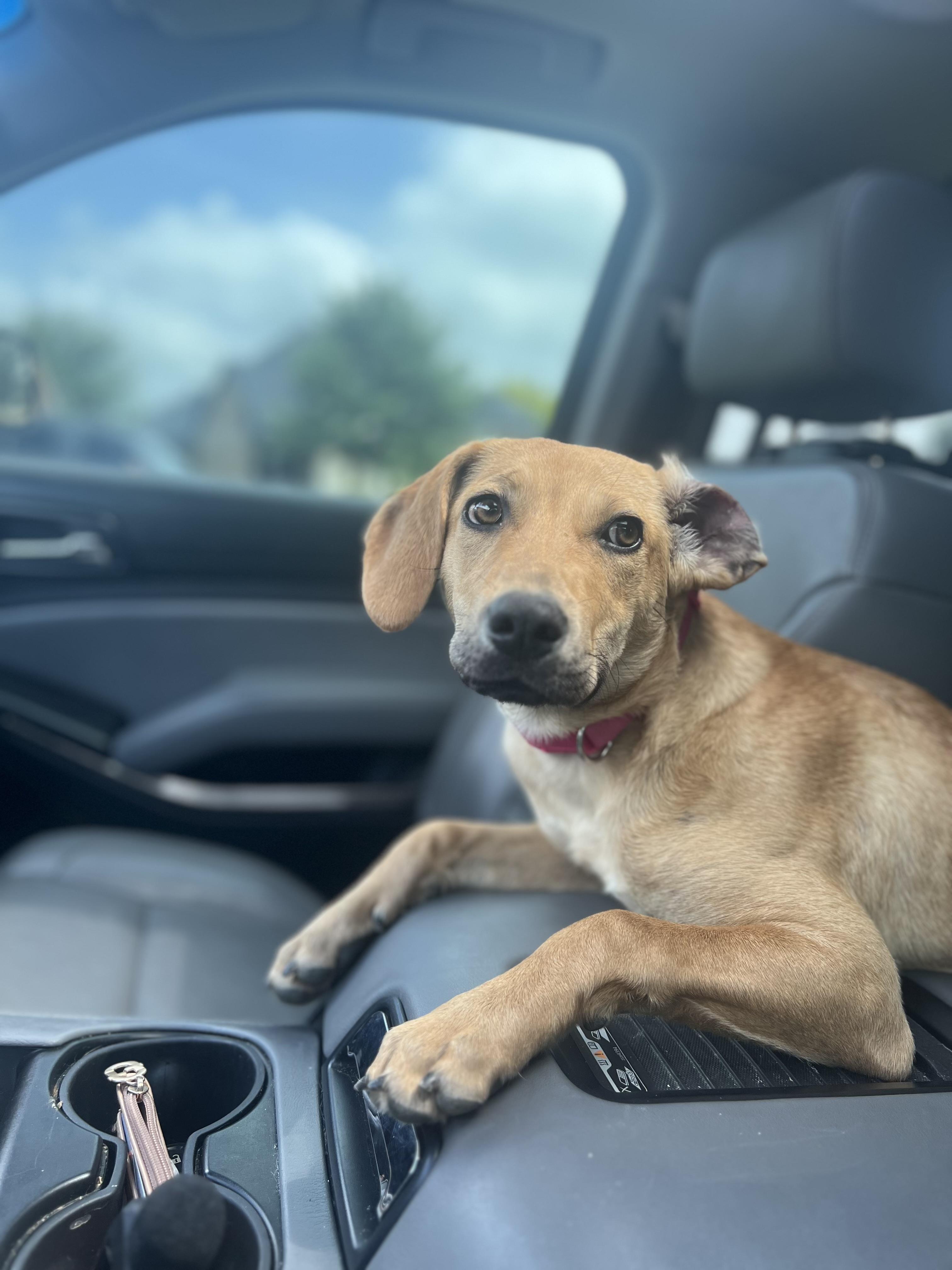 Enlarge Lady, a ADOPTABLE mixed breed in Forney, TX image 4/6