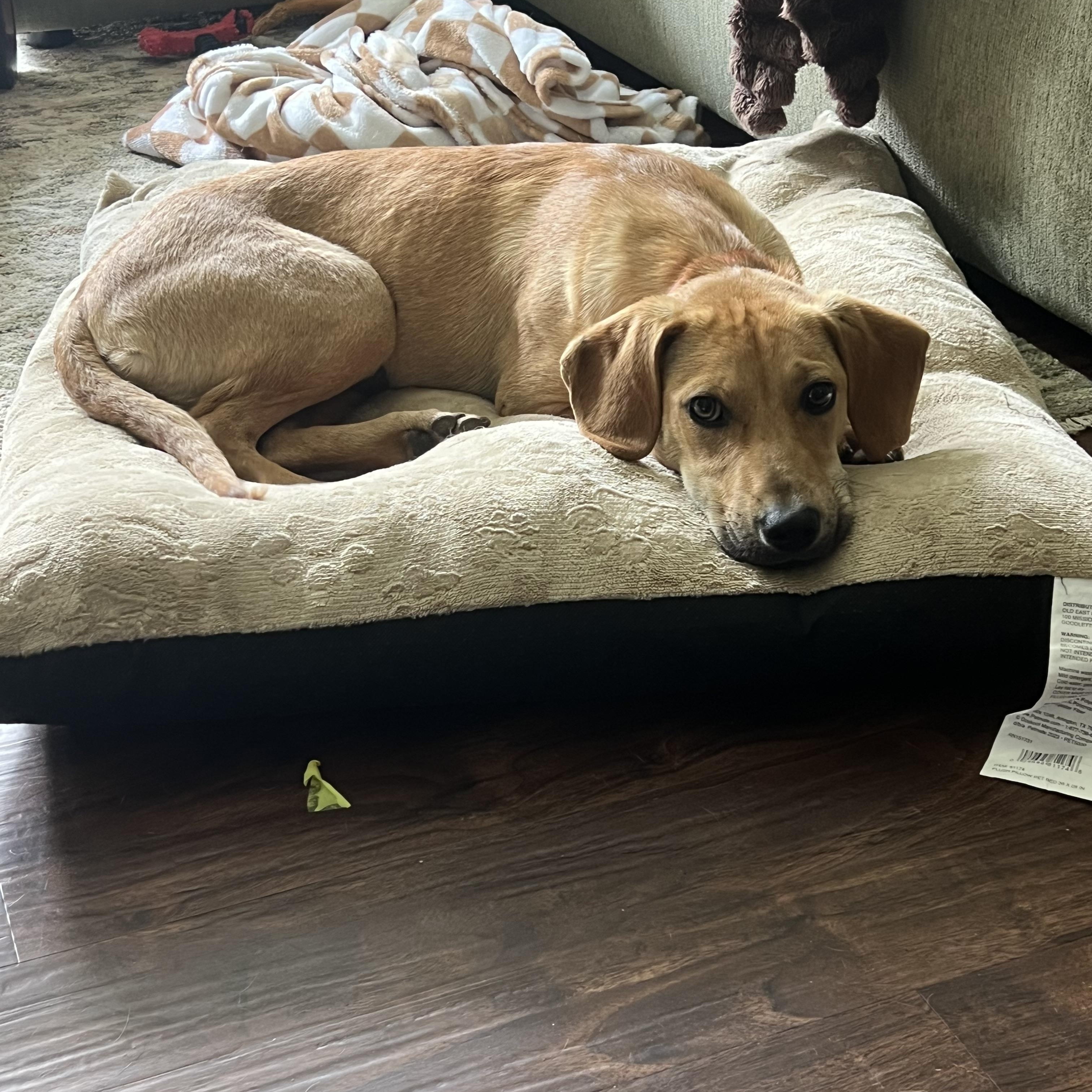 Enlarge Lady, a ADOPTABLE mixed breed in Forney, TX image 2/6