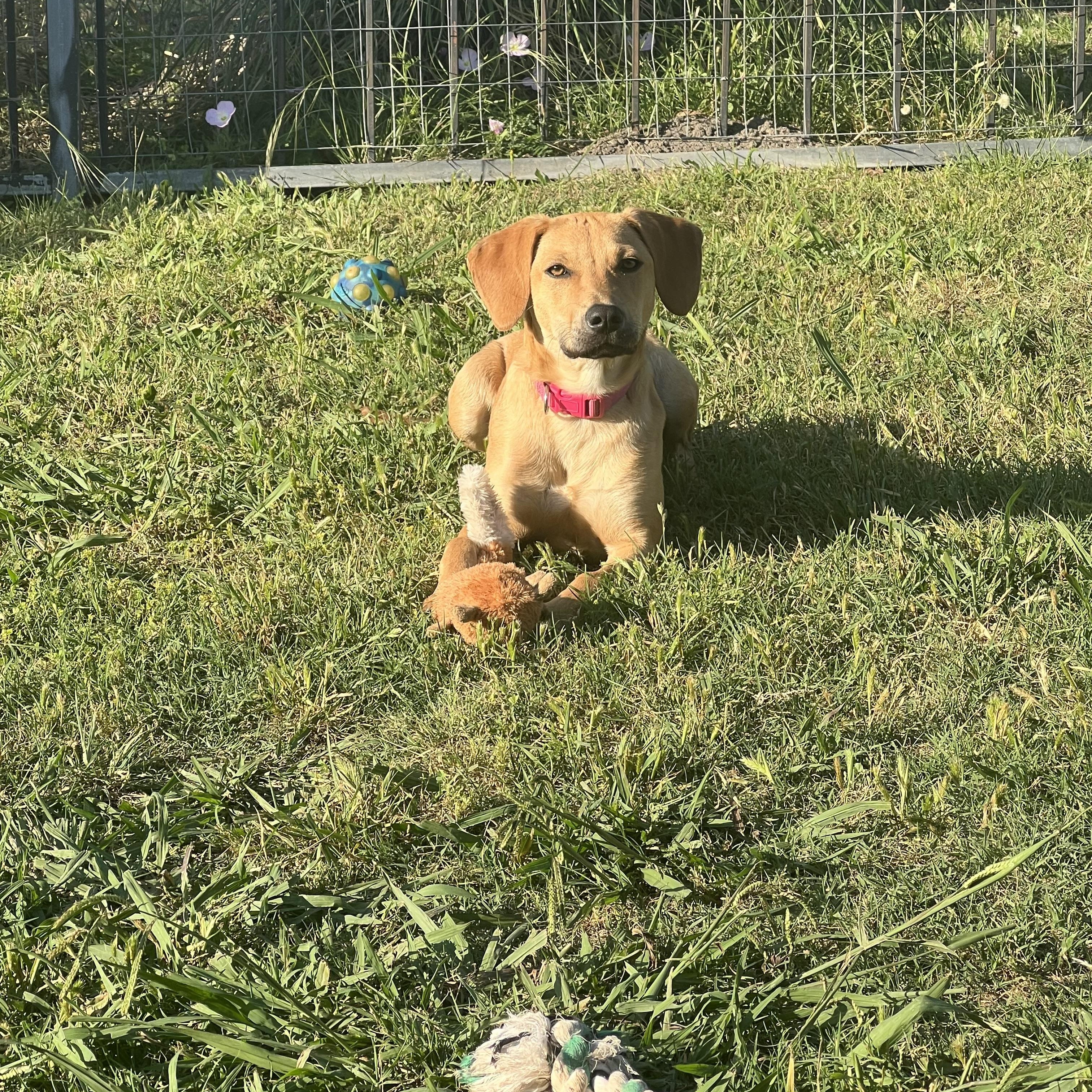 Lady, ADOPTABLE, Young Female Rhodesian Ridgeback.