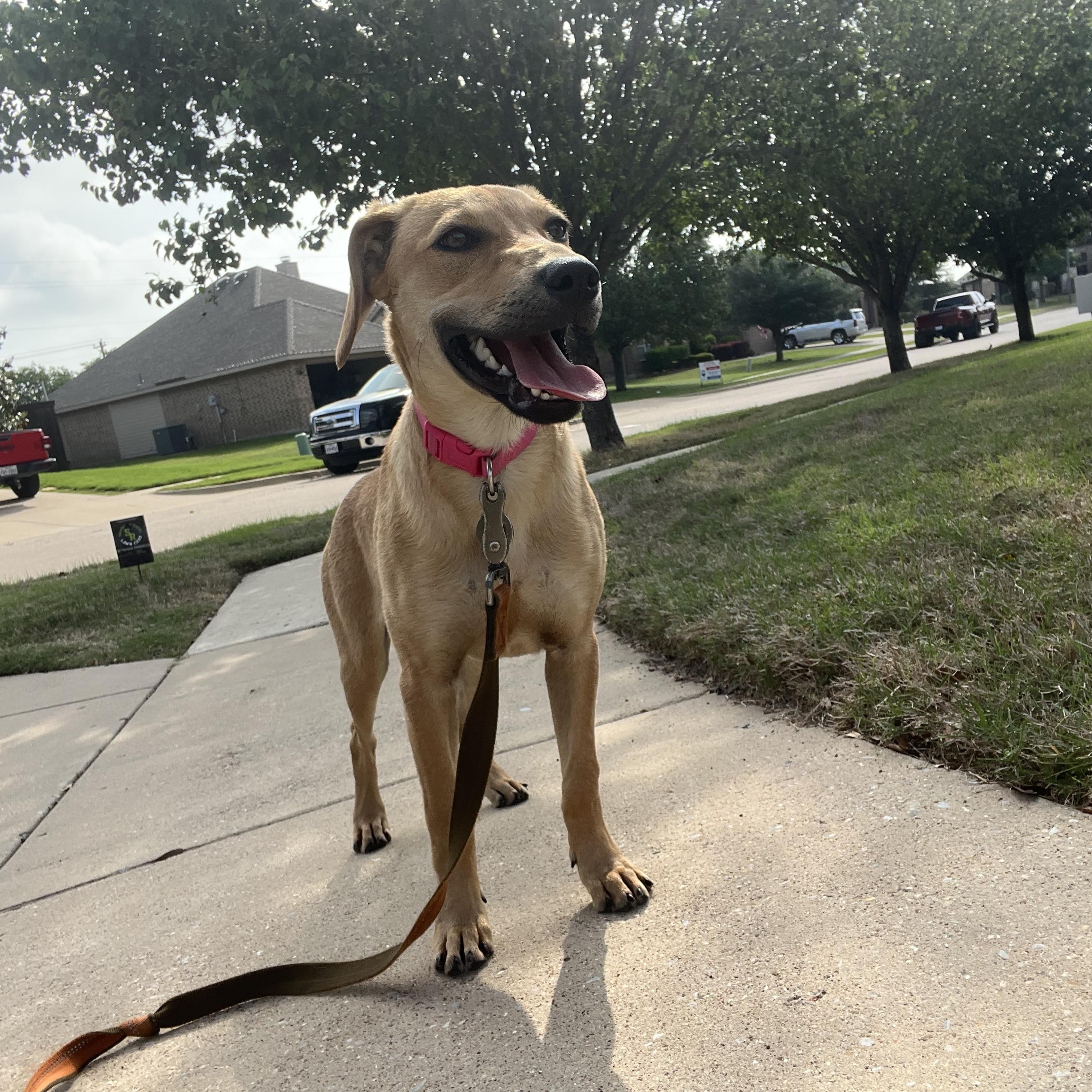 Enlarge Lady, a ADOPTABLE mixed breed in Forney, TX image 3/6