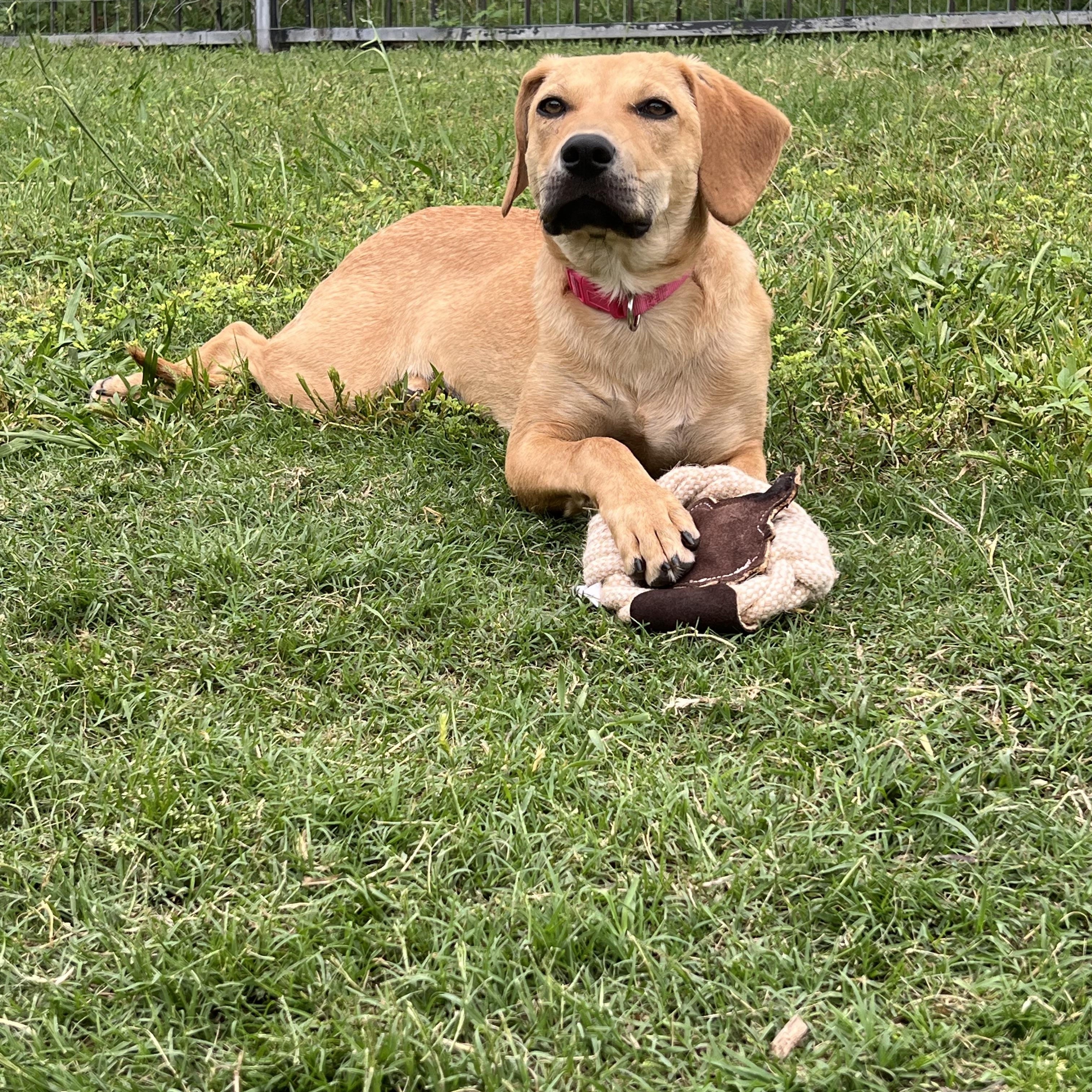 Enlarge Lady, a ADOPTABLE mixed breed in Forney, TX image 5/6