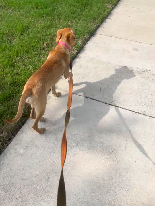 Enlarge Lady, a ADOPTABLE mixed breed in Forney, TX video 6/6
