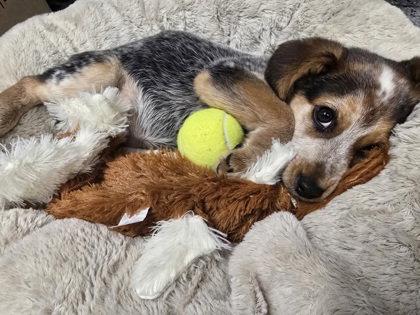 Phoenix, Adoptable, Young Female Australian Cattle Dog / Blue Heeler.