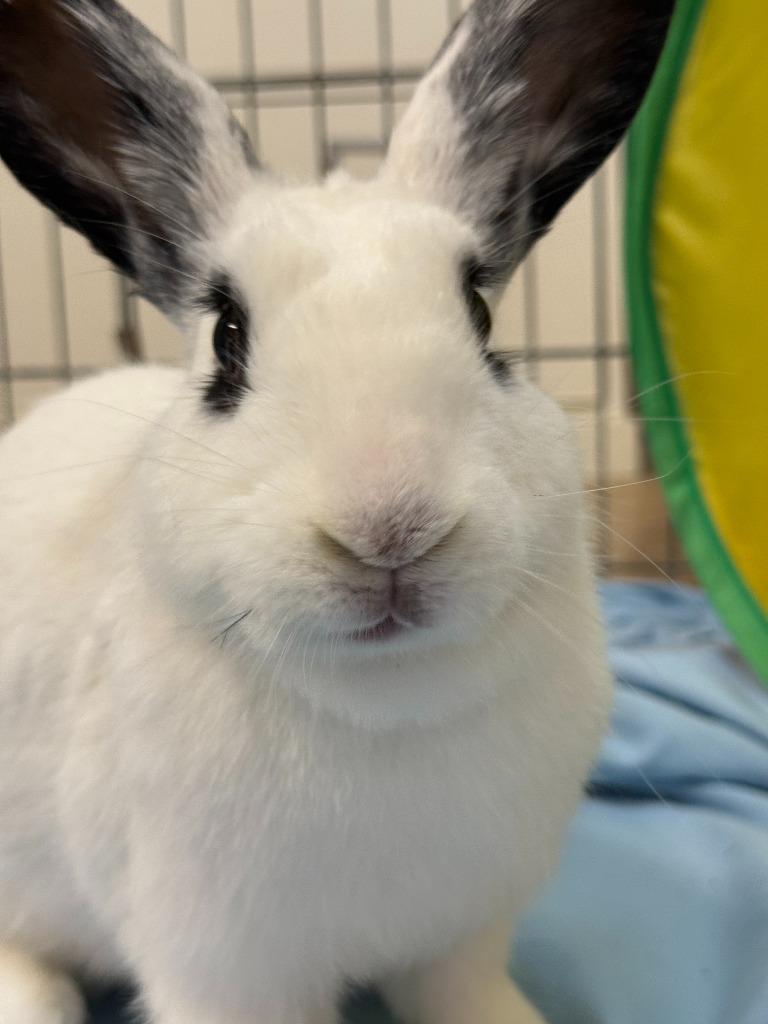 Quik Trip (QT), Adoptable, Young Female English Spot.