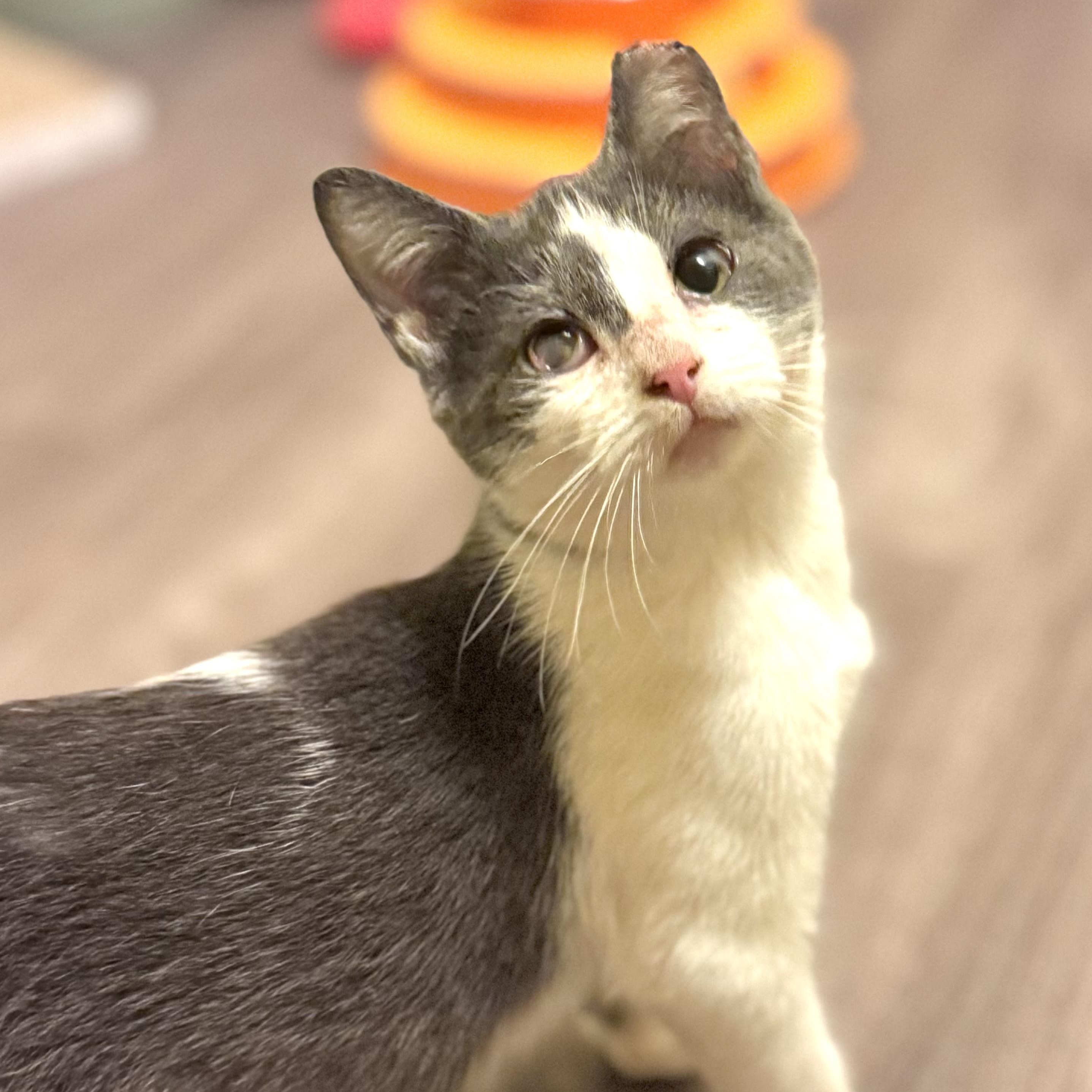 Splash, adoptable, Kitten Male Domestic Short Hair.