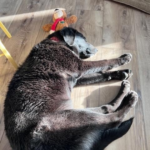 Enlarge Cookie, a ADOPTABLE Labrador Retriever in Sacramento, CA image 4/5