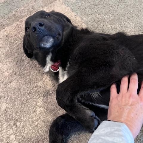 Enlarge Cookie, a ADOPTABLE Labrador Retriever in Sacramento, CA image 3/5