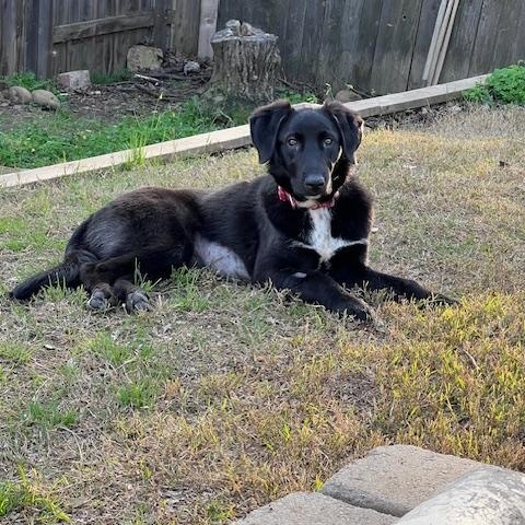 Enlarge Cookie, a ADOPTABLE Labrador Retriever in Sacramento, CA image 2/5