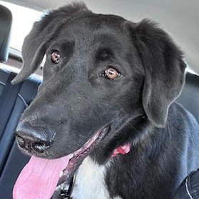 Cookie, ADOPTABLE, Young Female Labrador Retriever.