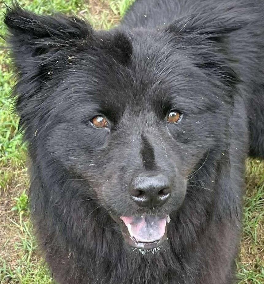 Phantom, ADOPTABLE, Young Male Chow Chow.