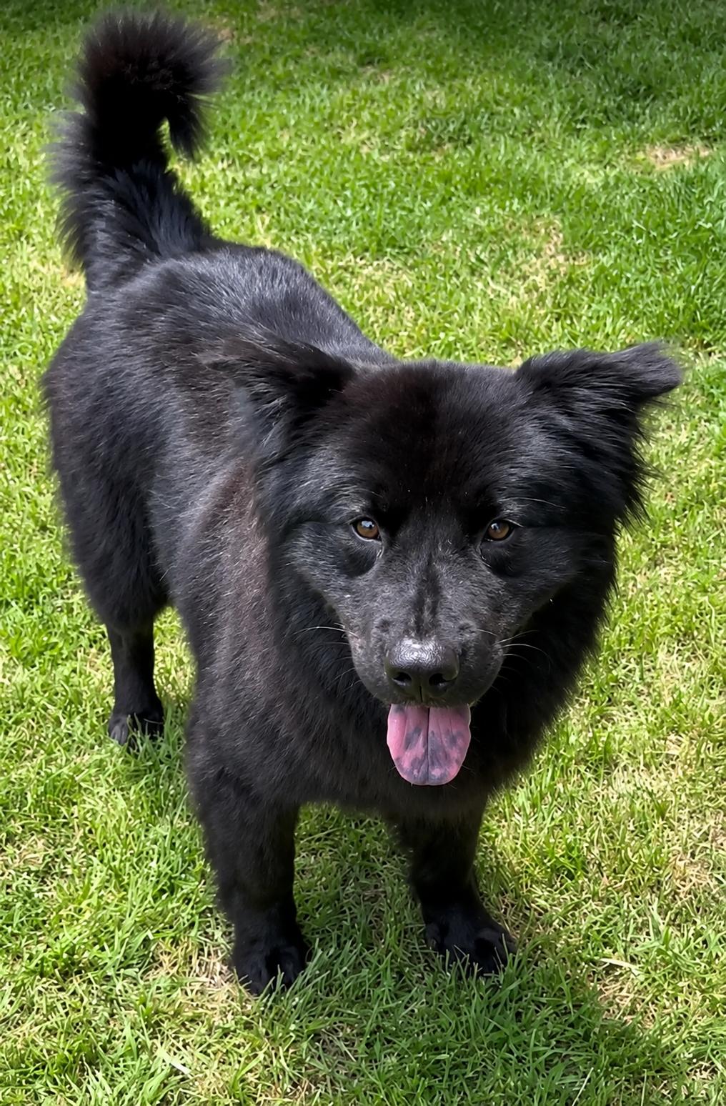 Phantom, a ADOPTABLE Chow Chow in Kiowa, OK image 3/6