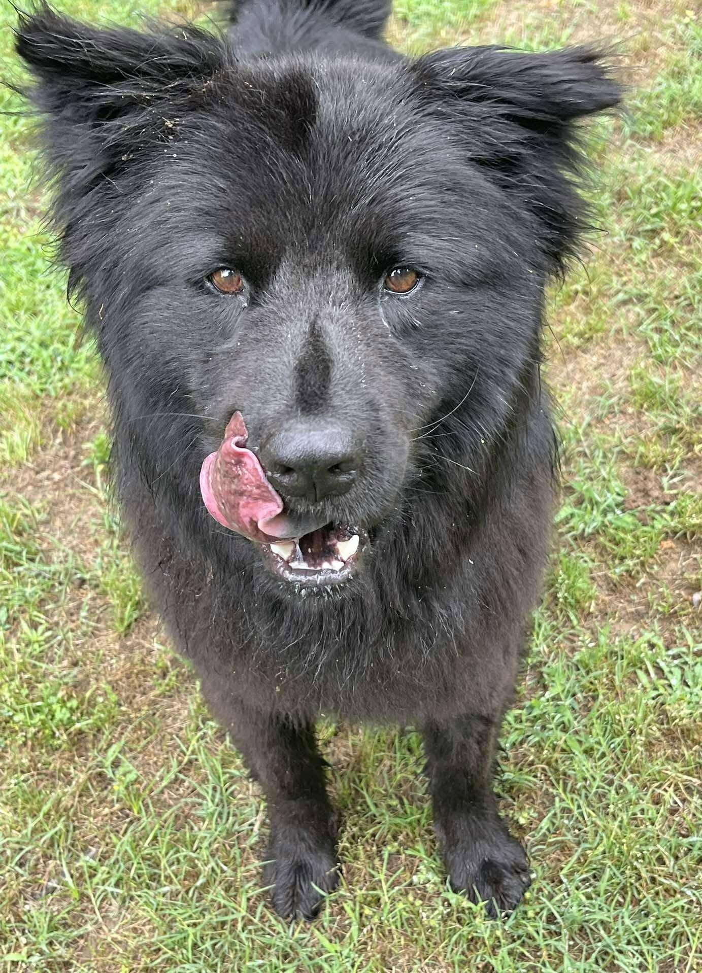 Phantom, a ADOPTABLE Chow Chow in Kiowa, OK image 2/6
