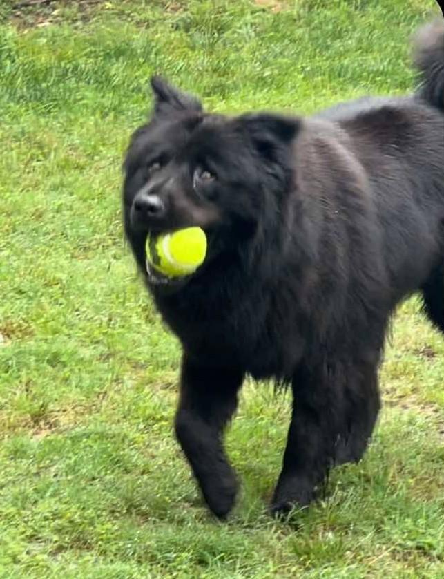 Phantom, a ADOPTABLE Chow Chow in Kiowa, OK image 5/6