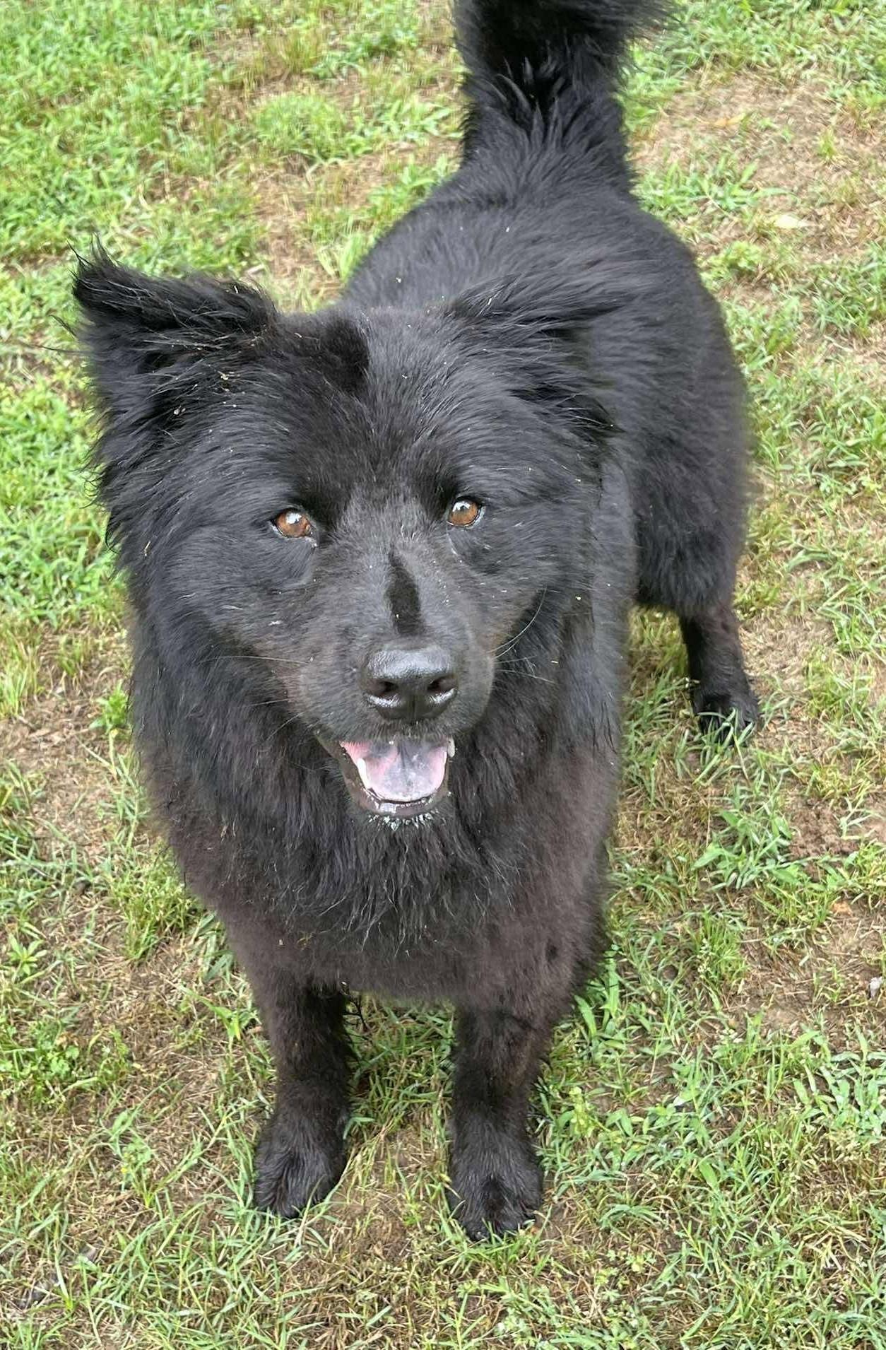 Phantom, a ADOPTABLE Chow Chow in Kiowa, OK image 4/6