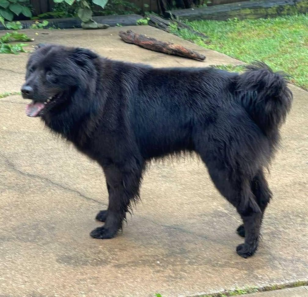 Phantom, a ADOPTABLE Chow Chow in Kiowa, OK image 6/6
