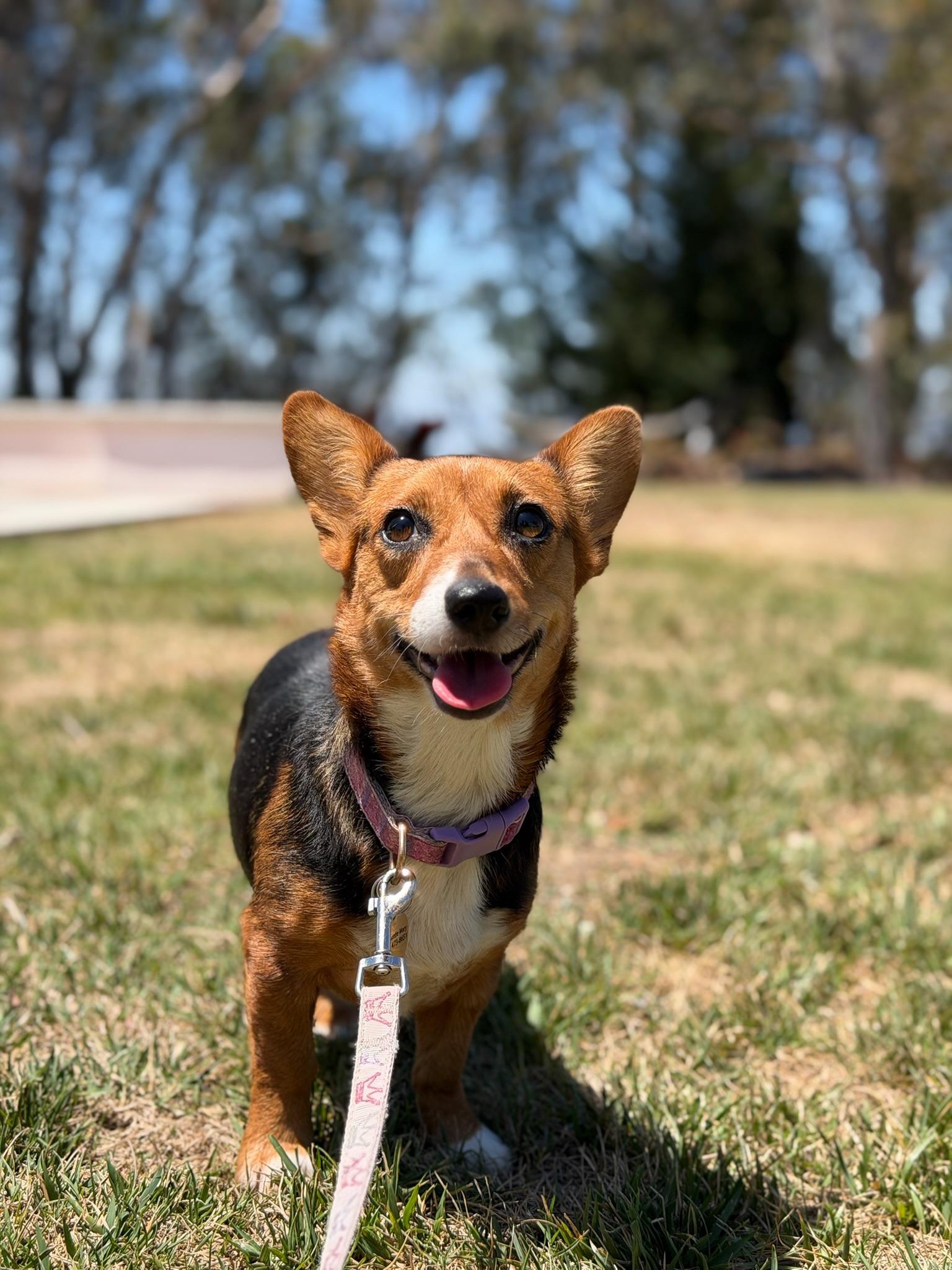Babybaby aka "Moxie", adopted, Young Female Corgi.