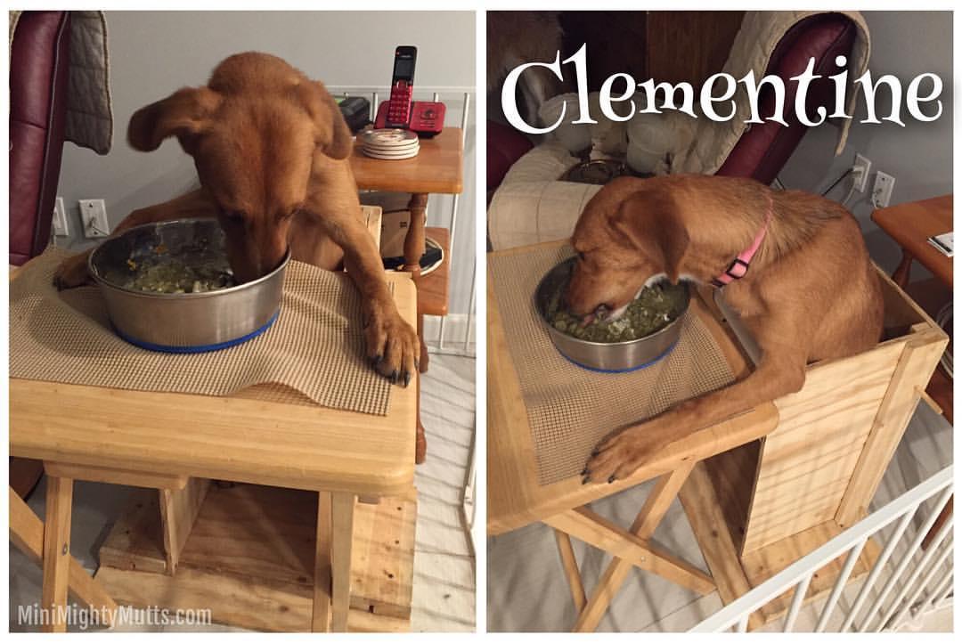 Clementine photo 3