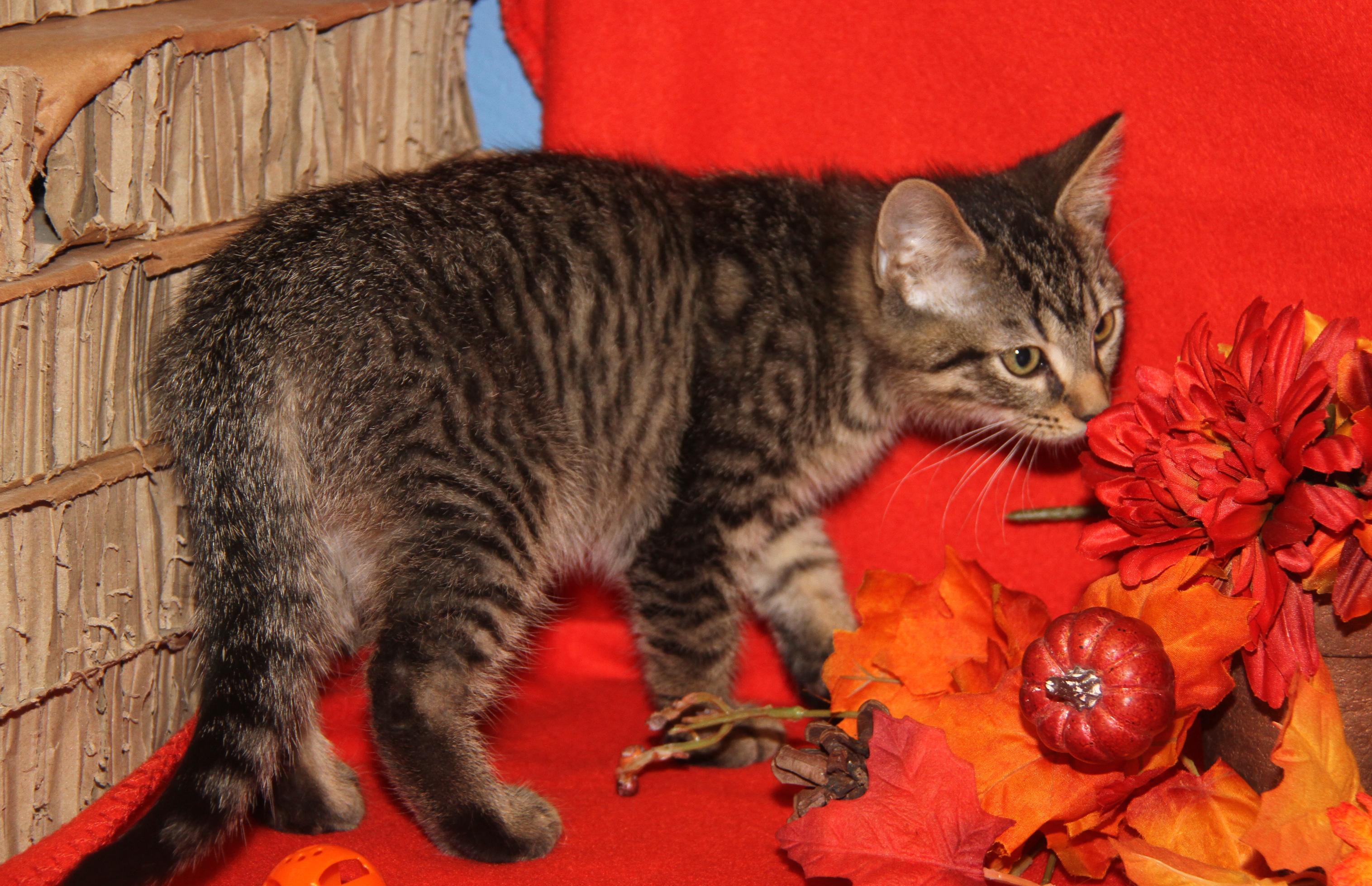 Red Velvet (Cupcake's Kitten) (Photos 9/15/2025)