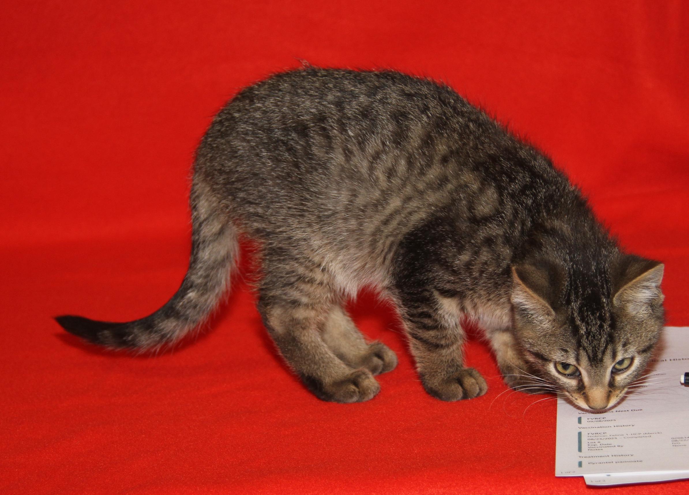 Red Velvet (Cupcake's Kitten) (Photos 9/15/2025)