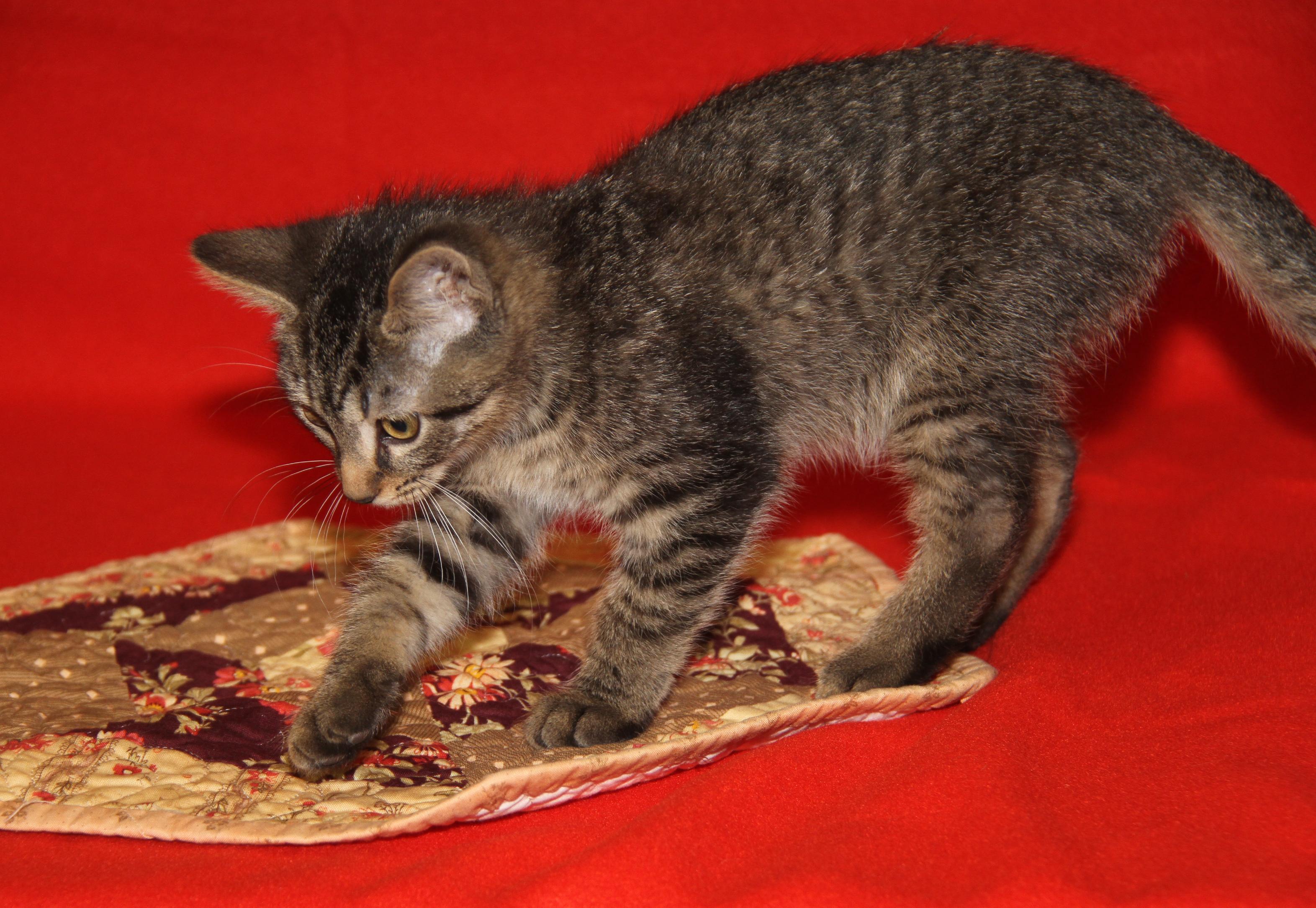 Red Velvet (Cupcake's Kitten) (Photos 9/15/2025)