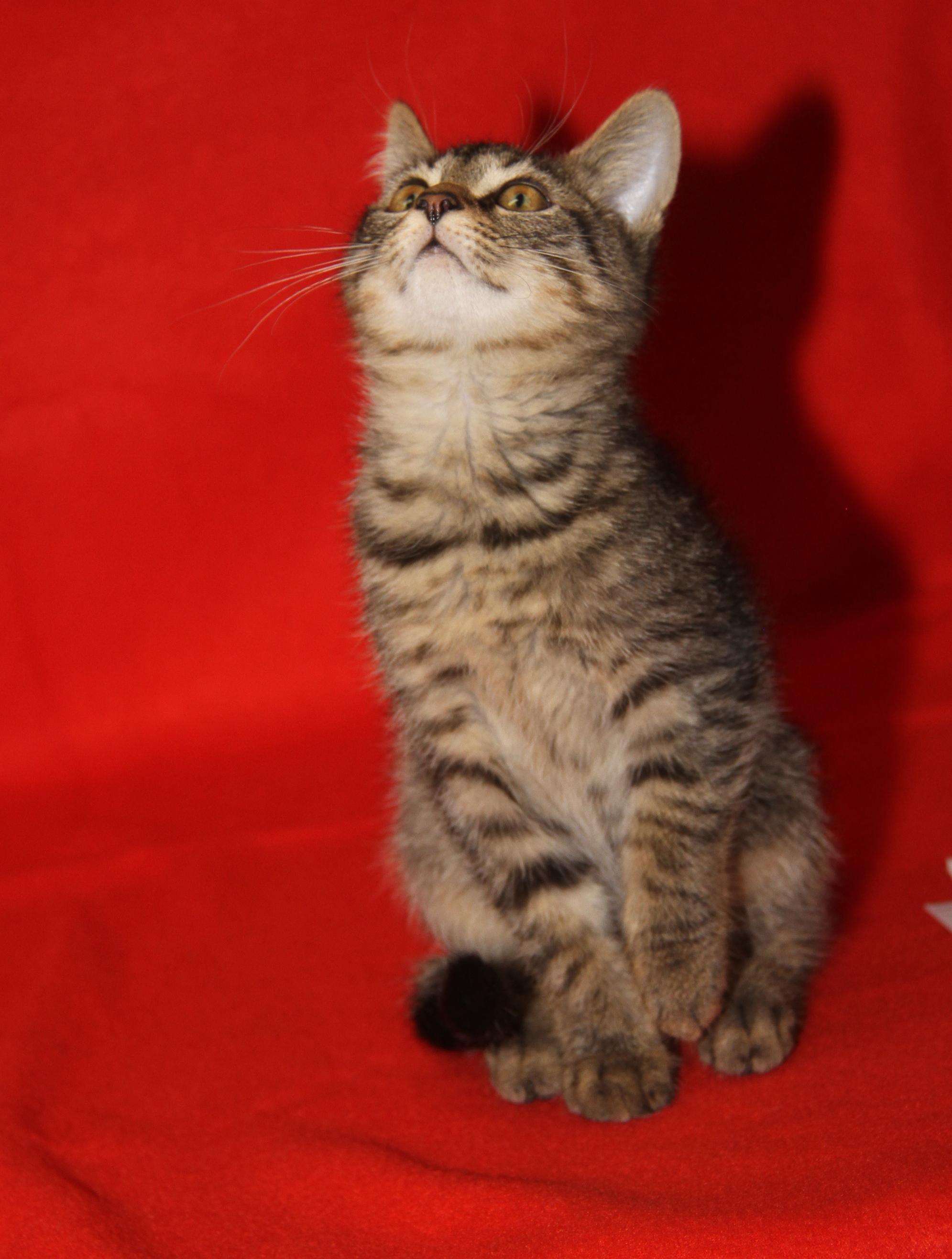 Red Velvet (Cupcake's Kitten) (Photos 9/15/2025)