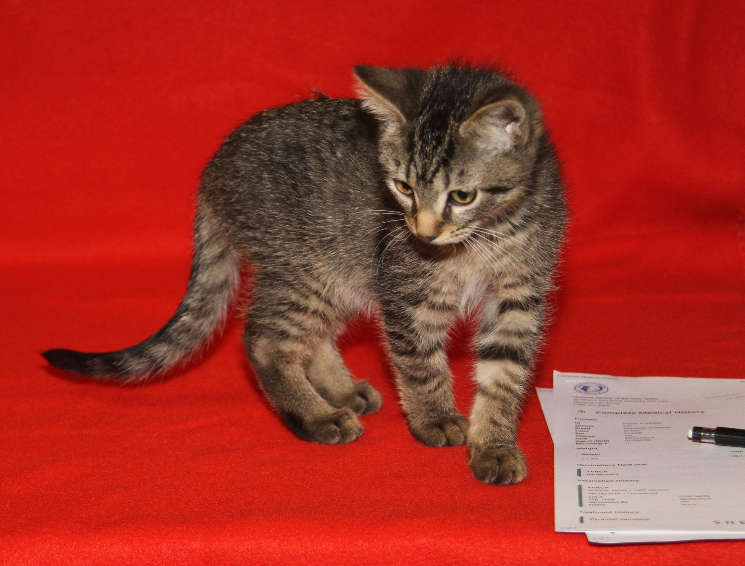 Red Velvet (Cupcake's Kitten) (Photos 9/15/2025)