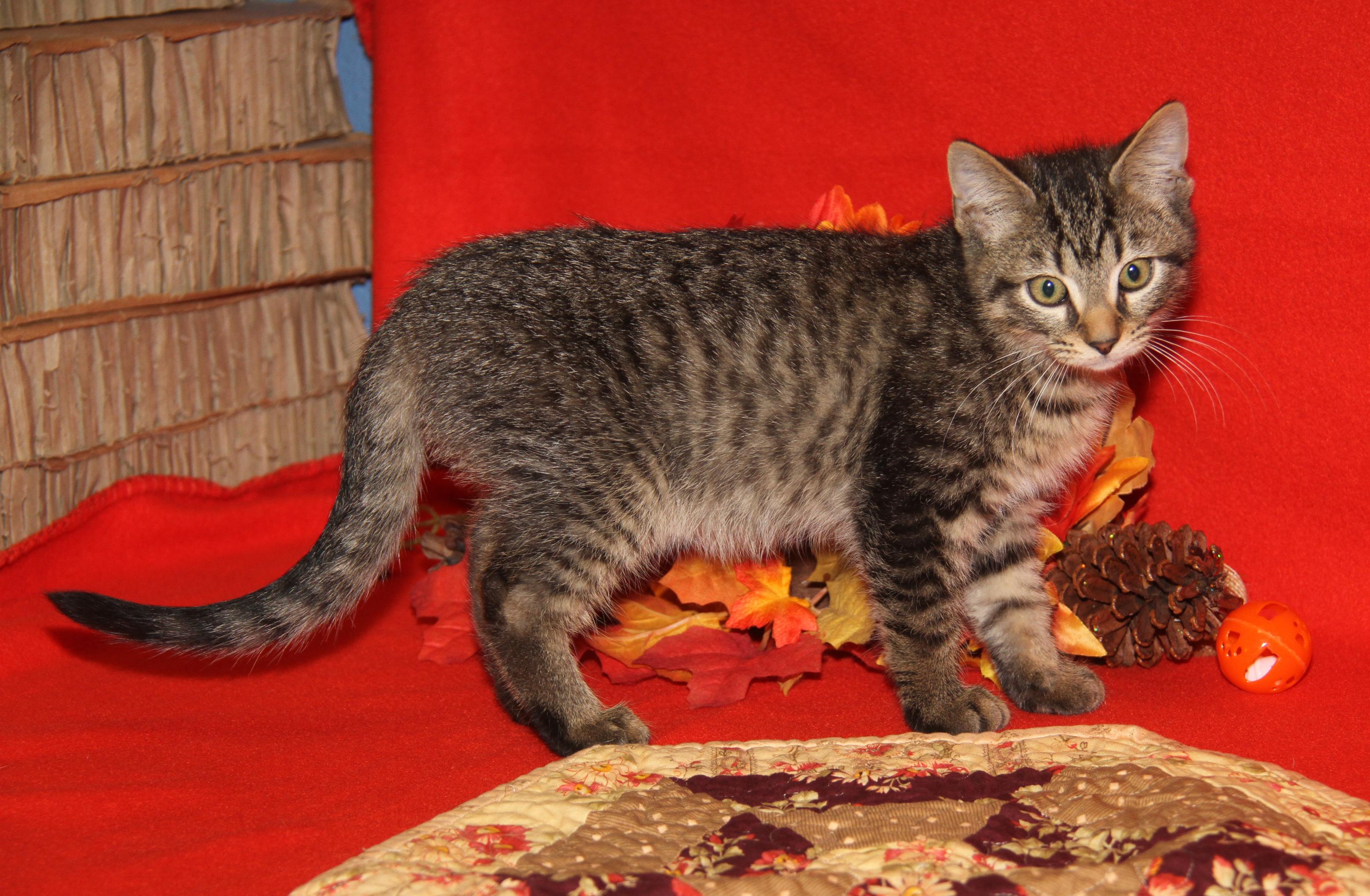 Red Velvet (Cupcake's Kitten) (Photos 9/15/2025)