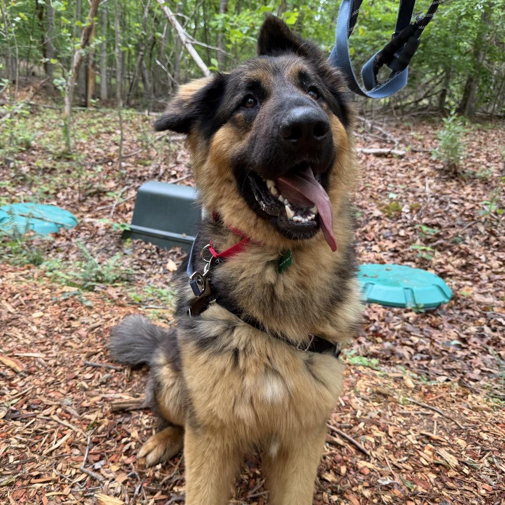 Goliath, Adoptable, Young Male German Shepherd Dog.