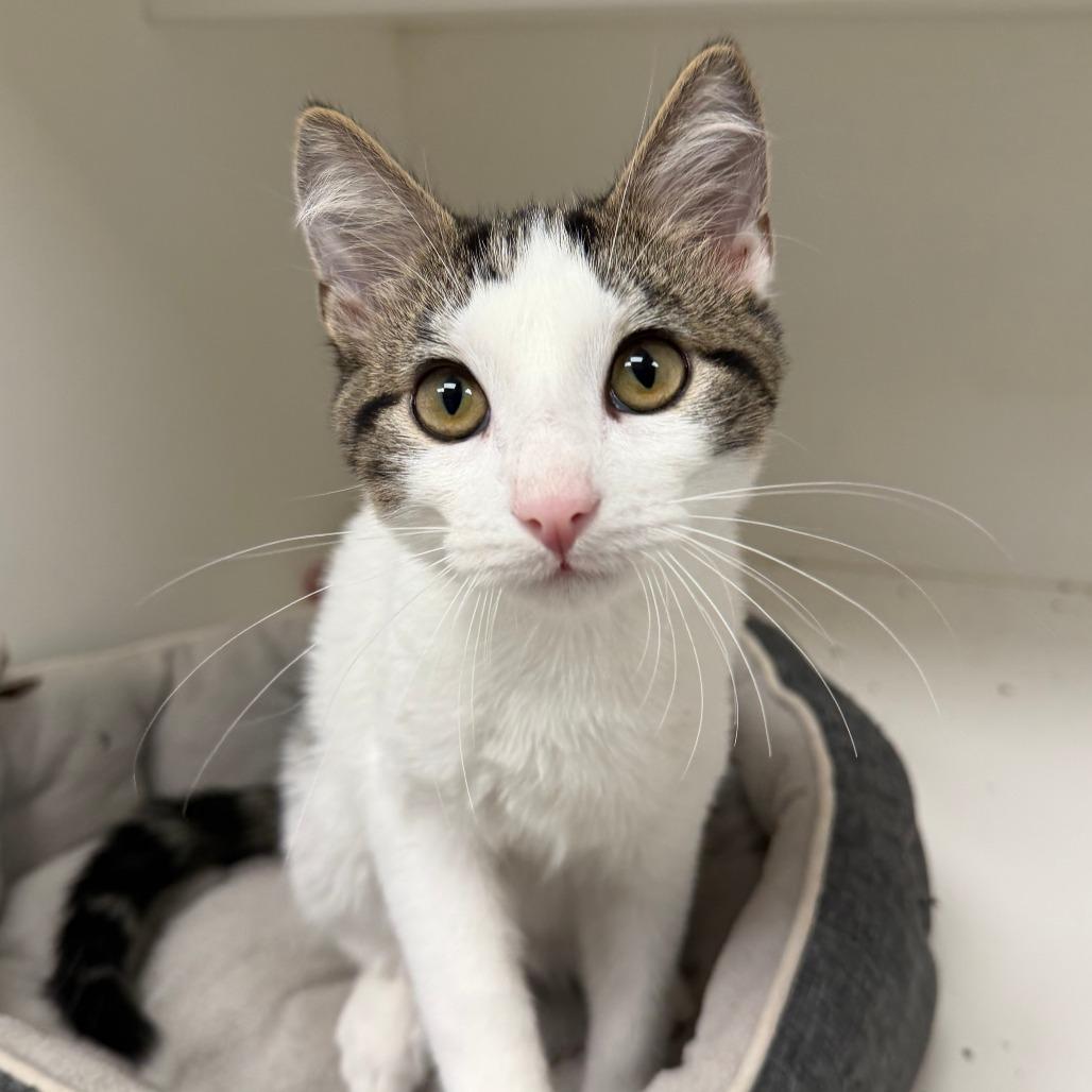 Enlarge Ali, a Adoptable Domestic Short Hair in Stillwater, OK image 1/1