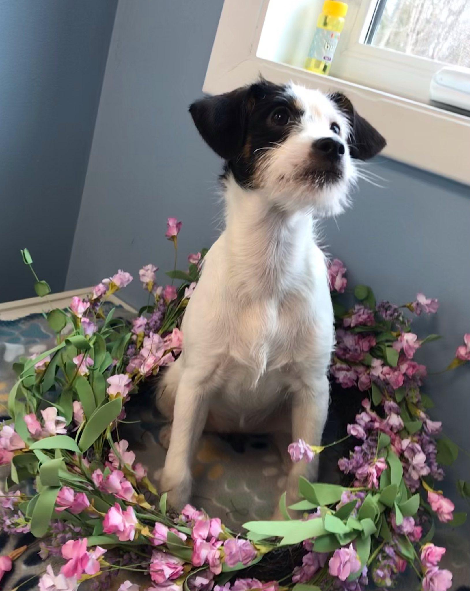 Marshmallow, ADOPTABLE, Puppy Female Mixed Breed.