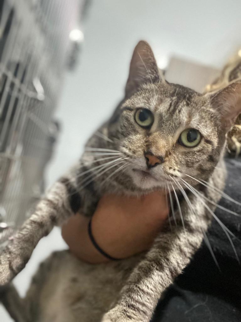 Pumpkin, Adoptable, Senior Female Domestic Short Hair.