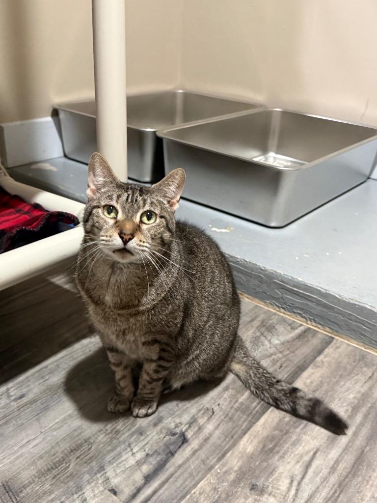 Pumpkin, a Adoptable mixed breed in Labelle, FL image 3/6