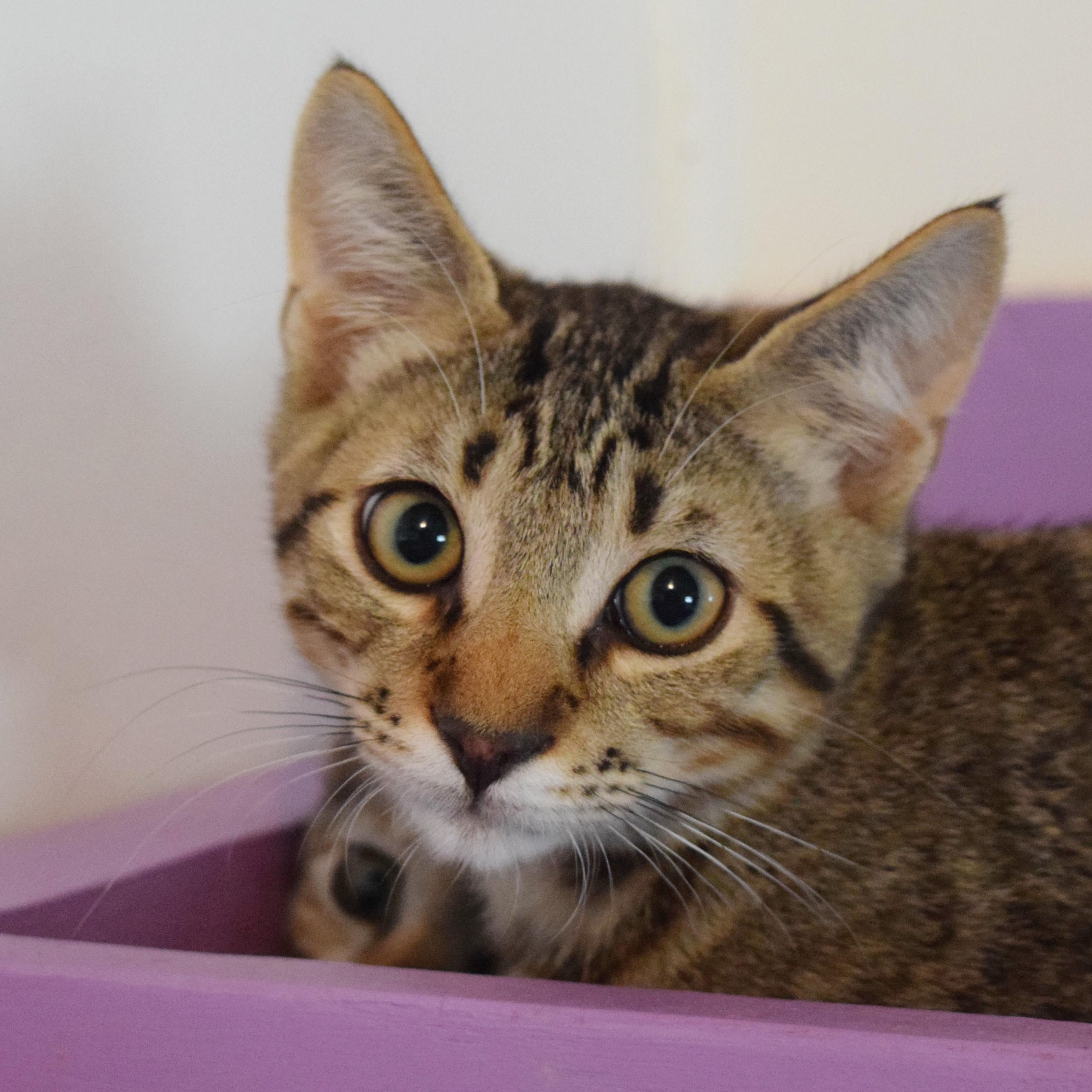 Falcon, ADOPTABLE, Kitten Male Domestic Short Hair.