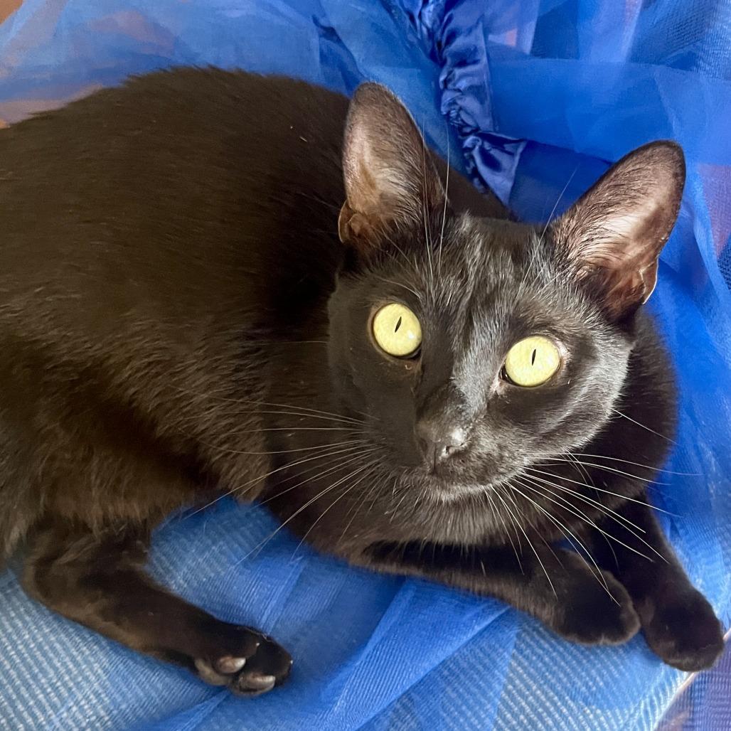 Moby, Adoptable, Adult Male Domestic Short Hair.