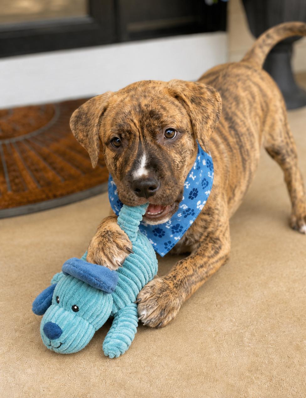 Jax, ADOPTABLE, Puppy Male Catahoula Leopard Dog & Labrador Retriever.