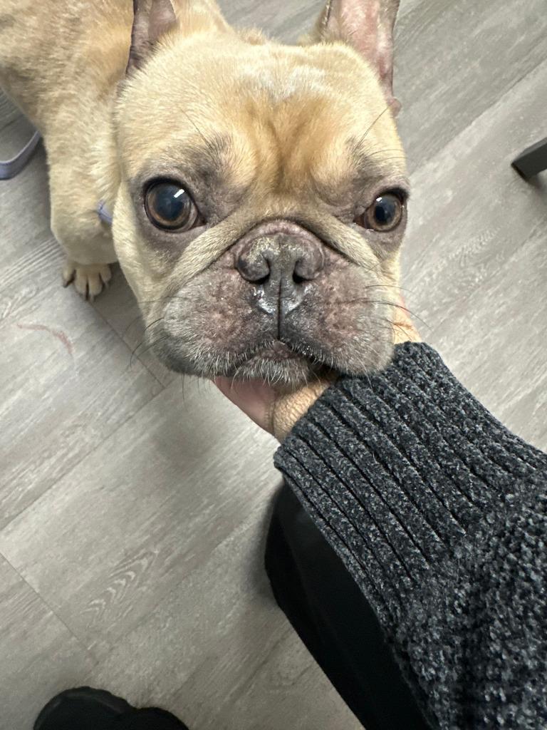 Kringle - Adopt Me!, Adoptable, Adult Male French Bulldog.
