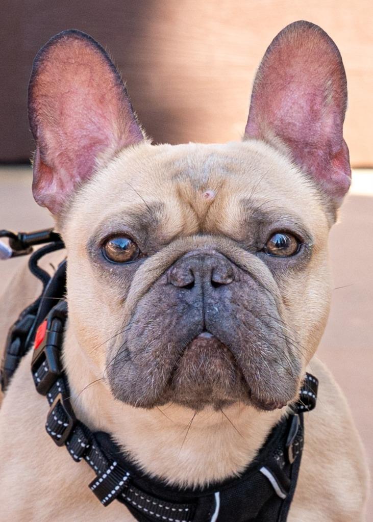 Enlarge Kringle - Adopt Me!, a Adoptable French Bulldog in Lake Forest, CA image 2/6