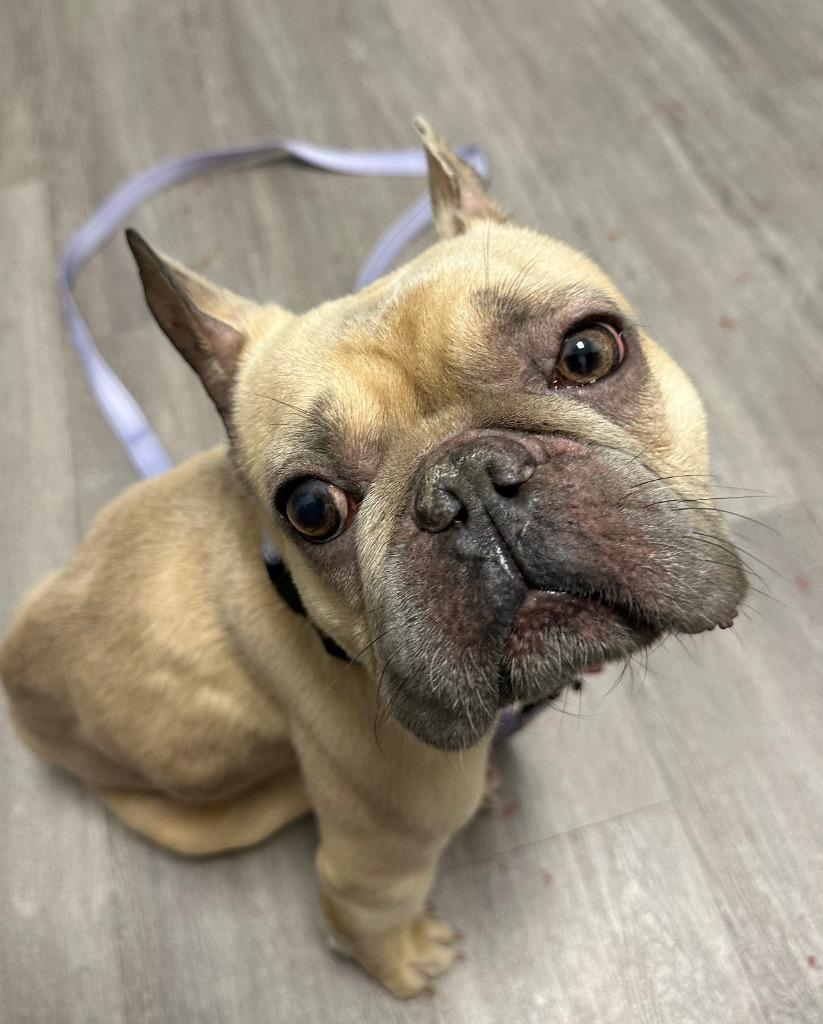 Enlarge Kringle - Adopt Me!, a Adoptable French Bulldog in Lake Forest, CA image 3/6