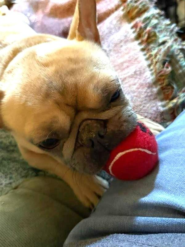 Enlarge Kringle - Adopt Me!, a Adoptable French Bulldog in Lake Forest, CA image 4/6