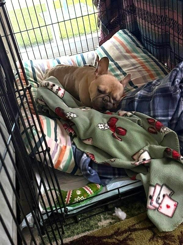 Enlarge Kringle - Adopt Me!, a Adoptable French Bulldog in Lake Forest, CA image 5/6