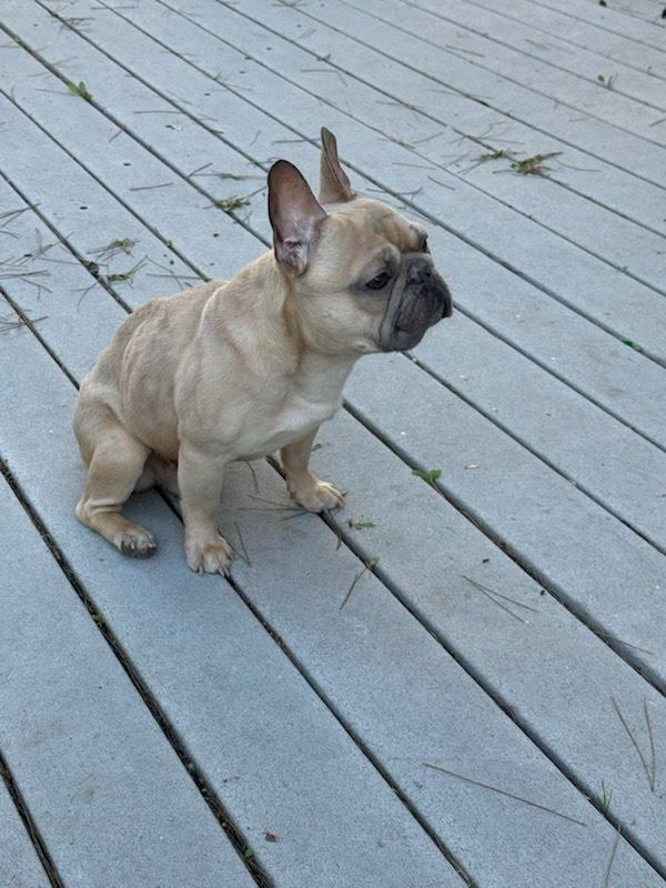 Enlarge Kringle - Adopt Me!, a Adoptable French Bulldog in Lake Forest, CA image 6/6
