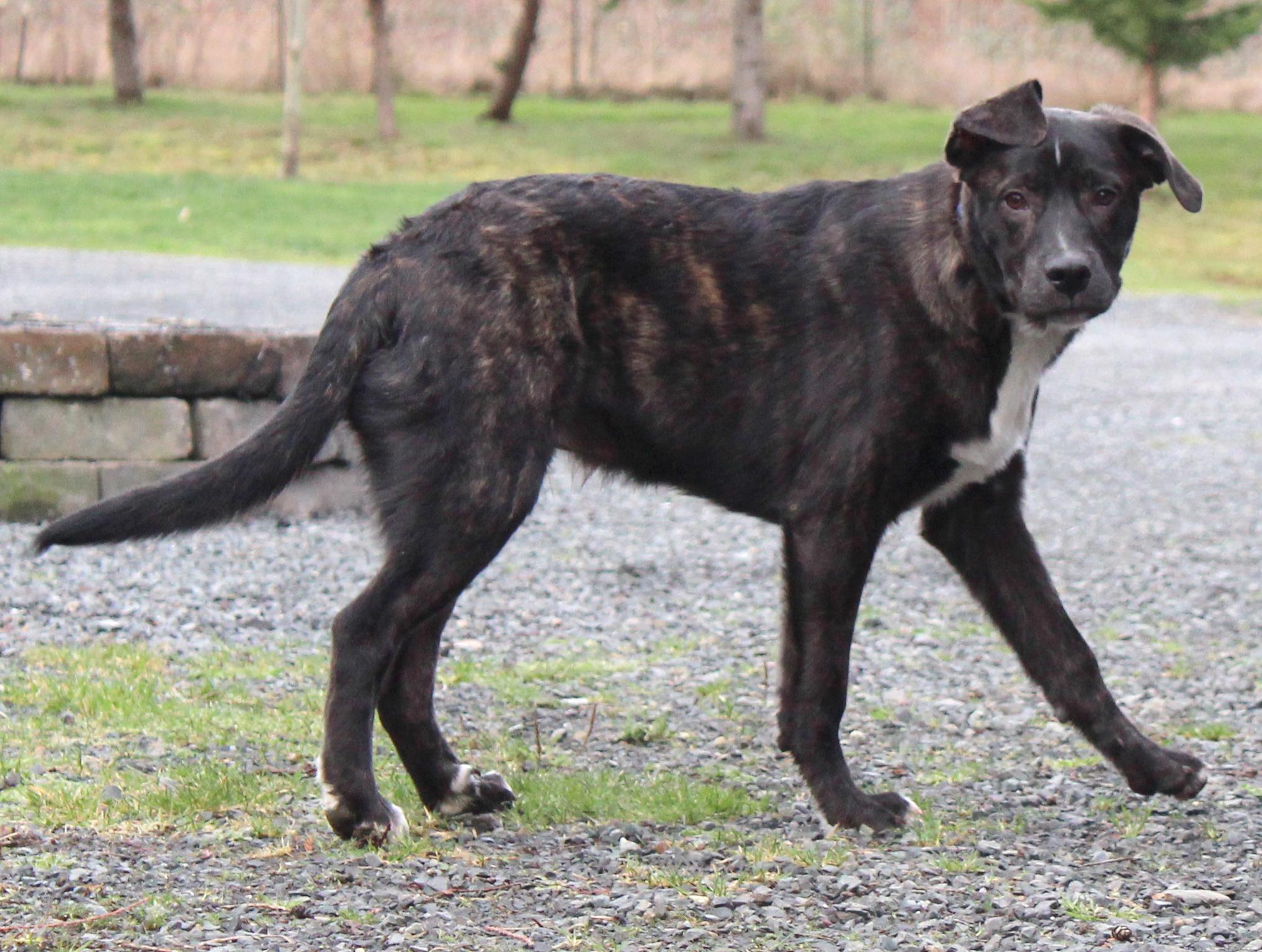 Enlarge Thorne, an adopted mixed breed in Silvana, WA image 4/6